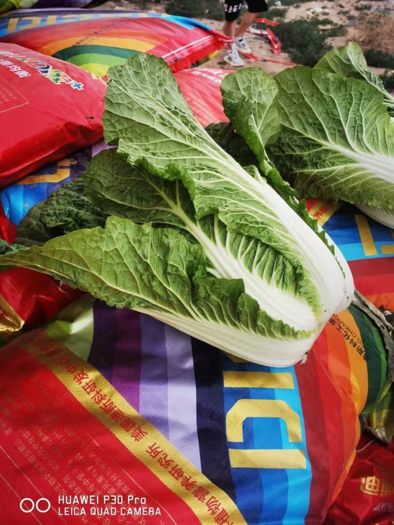大白菜沙土地耐运输，保质保量，一次合作，一直朋友，