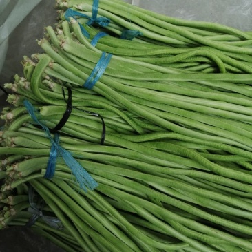大量新鲜豆角开始上市中，上货量大价格低欢迎实地考察选购