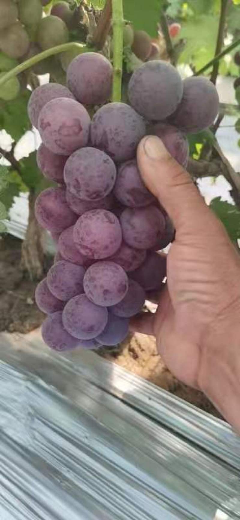 夏黑，腾稔，青提