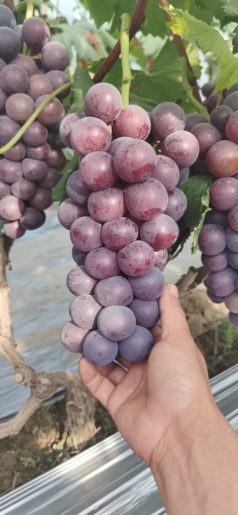 夏黑，腾稔，青提