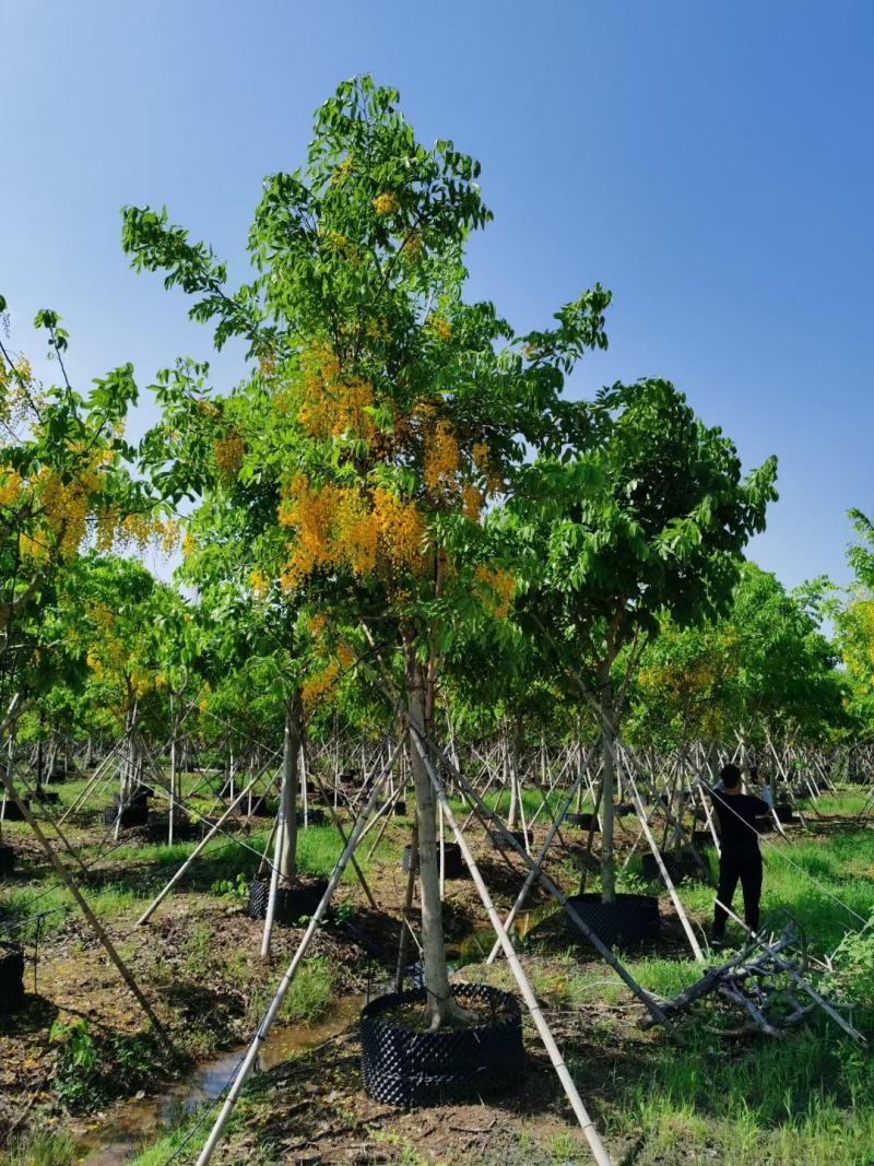 红花槐黄花槐香花槐刺槐苗圃大量供应大小规格均有量大