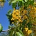 红花槐黄花槐香花槐刺槐苗圃大量供应大小规格均有量大