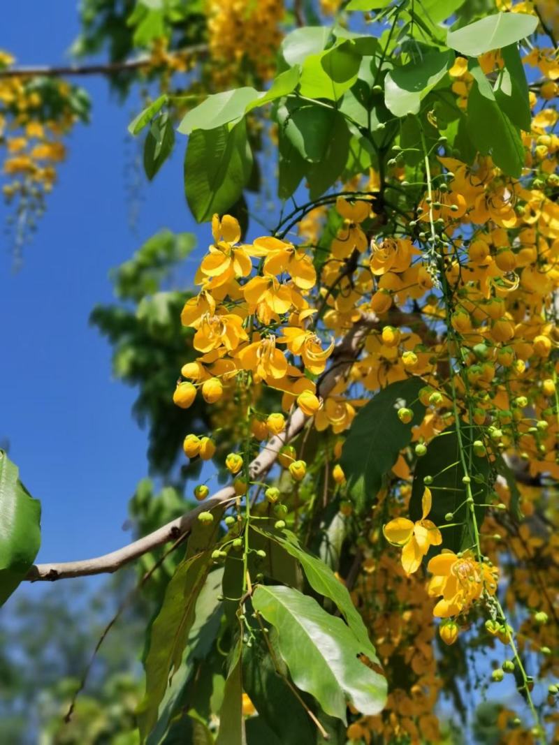红花槐黄花槐香花槐刺槐苗圃大量供应大小规格均有量大