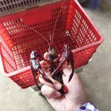 鲜活小龙虾【红虾】养殖基地规格齐全，全国接单专车物流