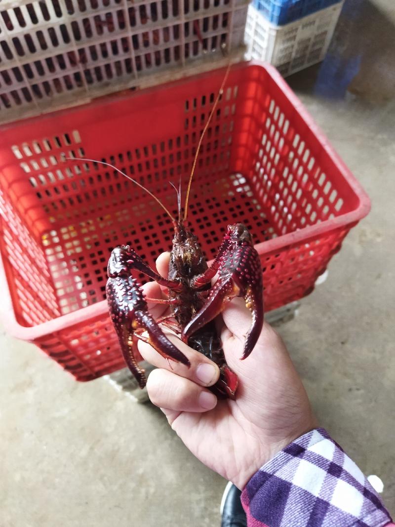 鲜活小龙虾【红虾】养殖基地规格齐全，全国接单专车物流
