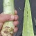 推荐】优质红叶香莴苣产地一手货源青肉无空心欢迎合作