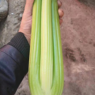 精品芹菜西芹一手货源价格公道美丽品质保证