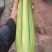精品芹菜西芹一手货源价格公道美丽品质保证