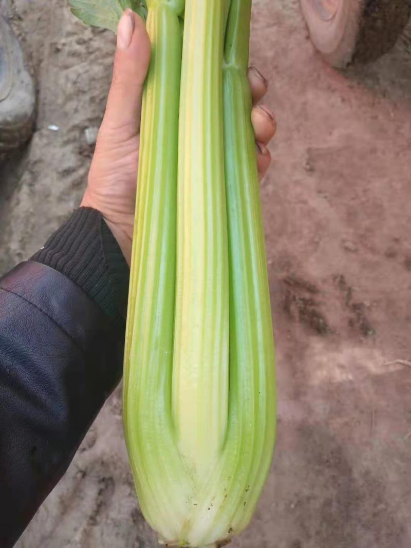 精品芹菜西芹一手货源价格公道美丽品质保证