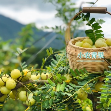 奶茶店专用油甘,工厂榨汁,源头产地，果量充足