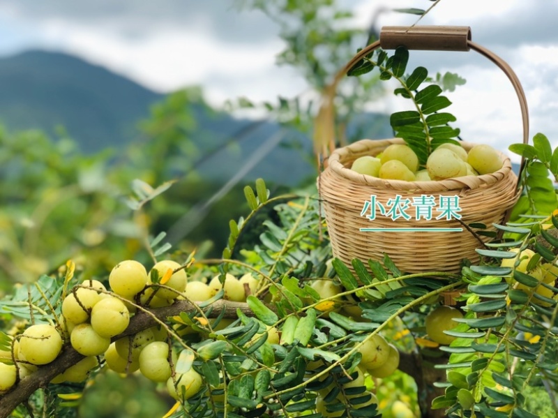奶茶店专用油甘,工厂榨汁,源头产地，果量充足