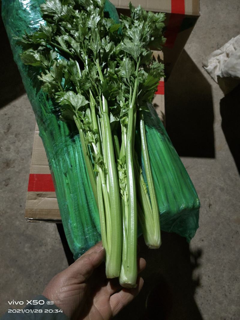 暖棚西芹上市，量大从优，支持发货欢迎各地客商选购！