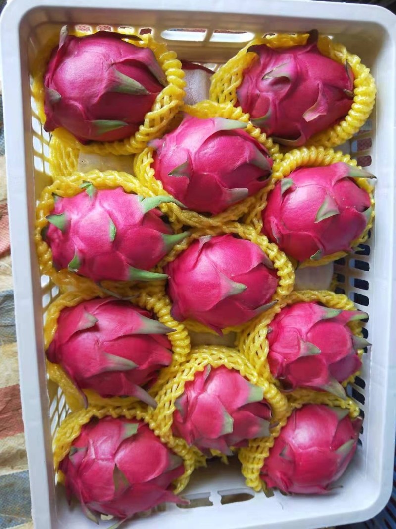 金都一号