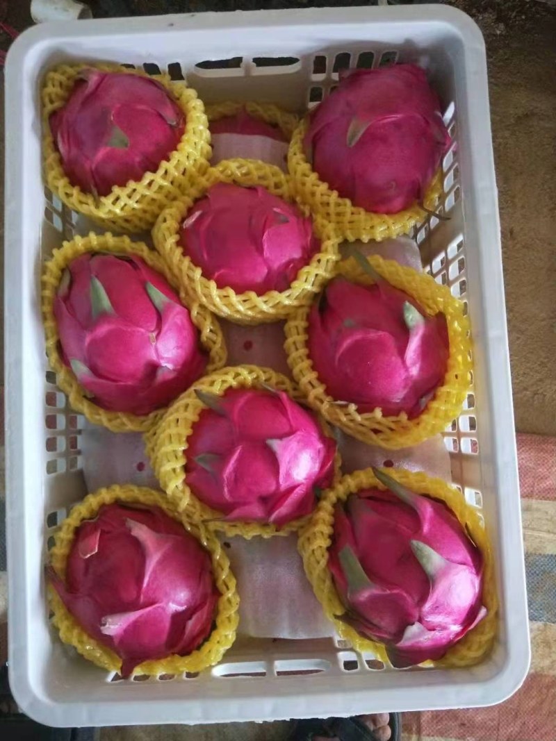 金都一号