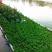 人工浮岛生态浮岛浮床组装种植打造水域景观