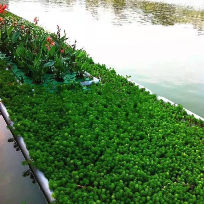 人工浮岛生态浮岛浮床组装种植打造水域景观