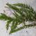 金鱼藻黑藻伊乐藻小茨藻眼子菜等各种沉水植物种植