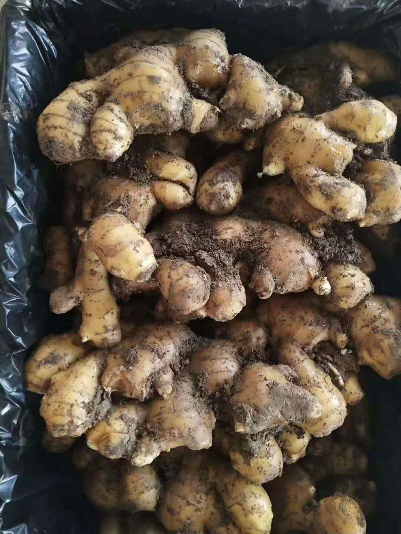 优质窑窖生姜生姜产地批发保质保量全国物流发货