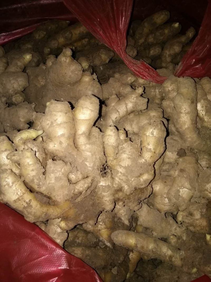 优质窑窖生姜生姜产地批发保质保量全国物流发货
