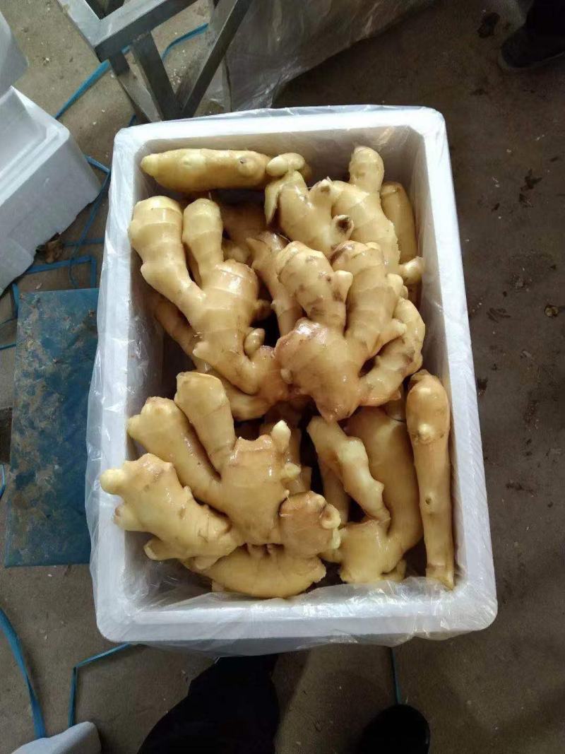 优质窑窖生姜生姜产地批发保质保量全国物流发货