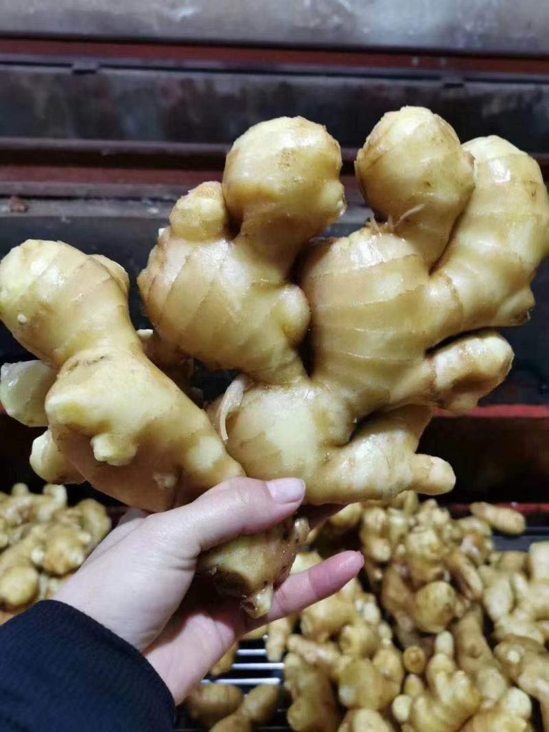 优质窑窖生姜生姜产地批发保质保量全国物流发货