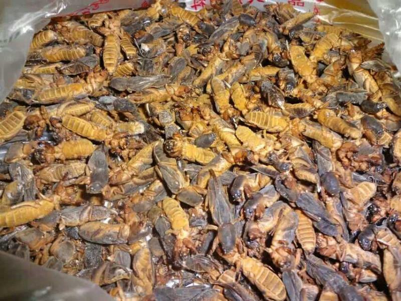 新货常年供蝼蛄熟冻放尿产地和广东冻库直发新鲜速冻