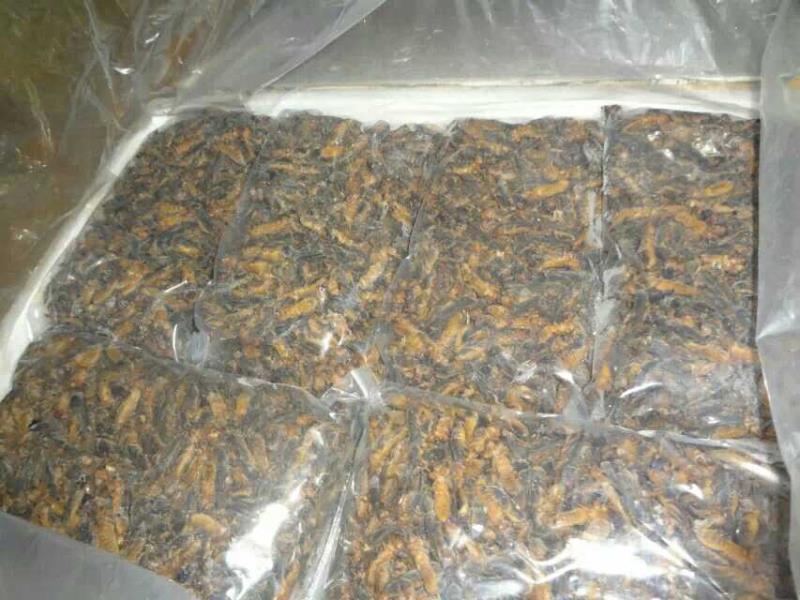 新货常年供蝼蛄熟冻放尿产地和广东冻库直发新鲜速冻