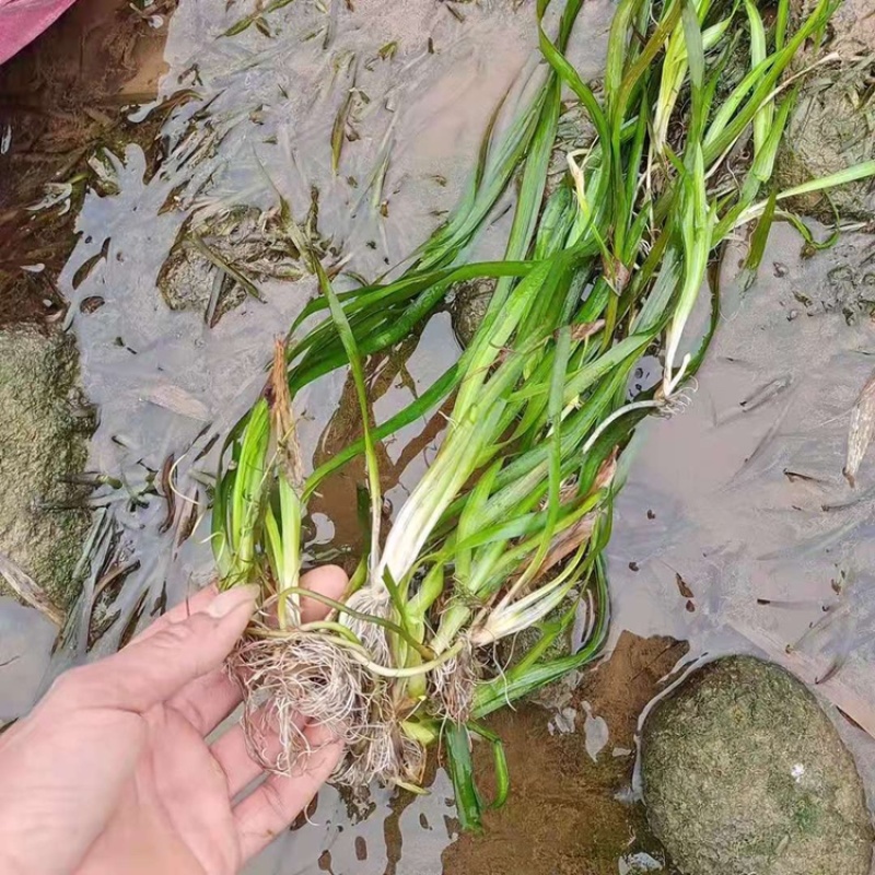 苦草矮生苦草沉水植物种植净化水质打造水下森林