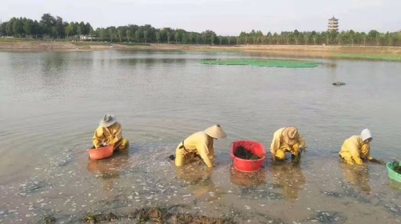 苦草矮生苦草沉水植物种植净化水质打造水下森林