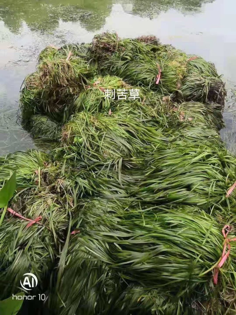 苦草矮生苦草沉水植物种植净化水质打造水下森林