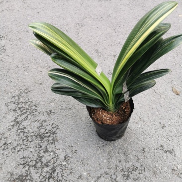 彩兰君子兰基地直销精挑细选，原装带土发货