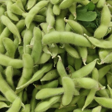 精品大毛豆色香味俱全