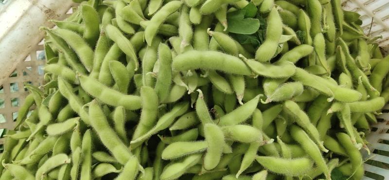 精品大毛豆色香味俱全