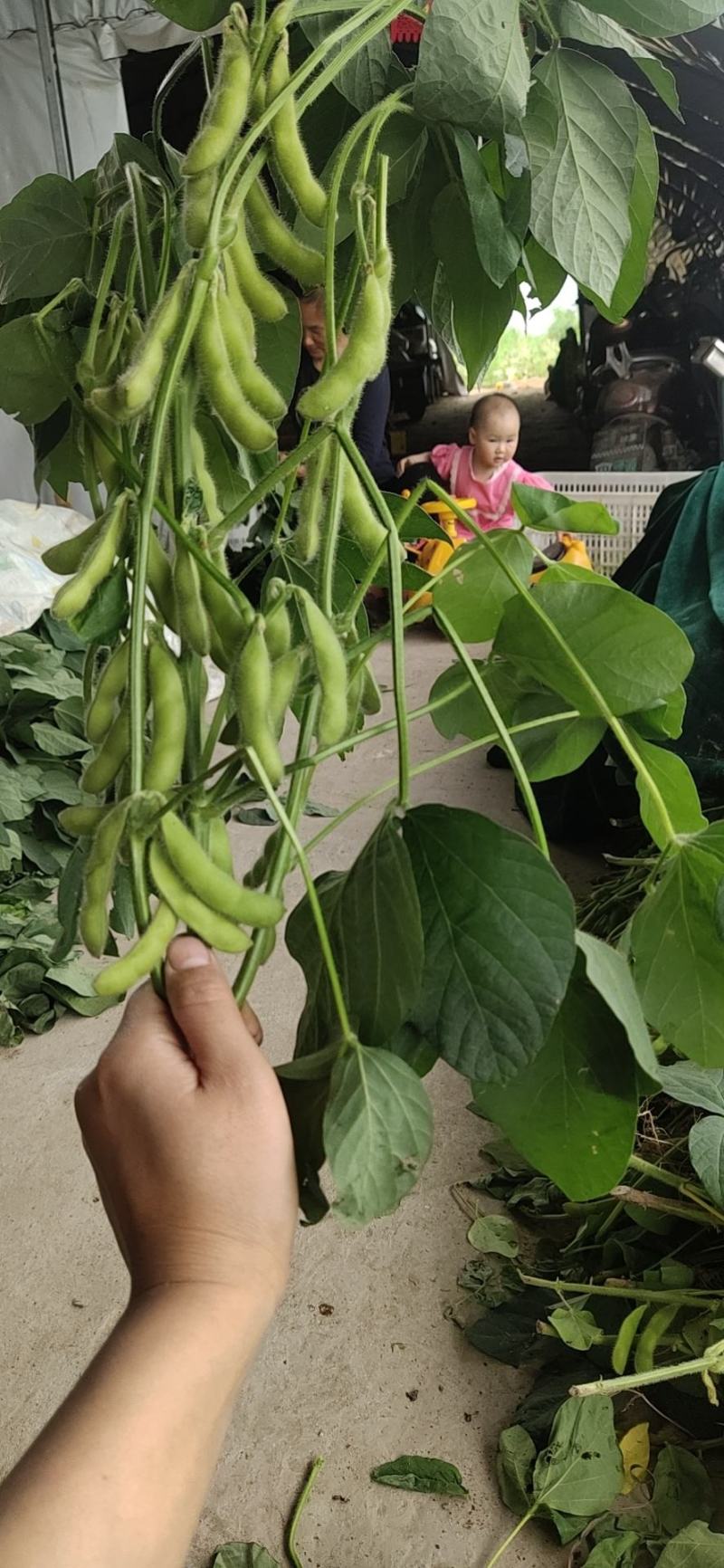 精品大毛豆色香味俱全