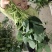 精品大毛豆色香味俱全