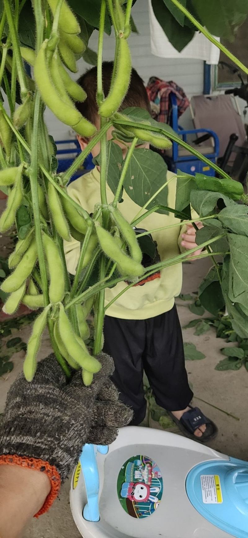 精品大毛豆色香味俱全