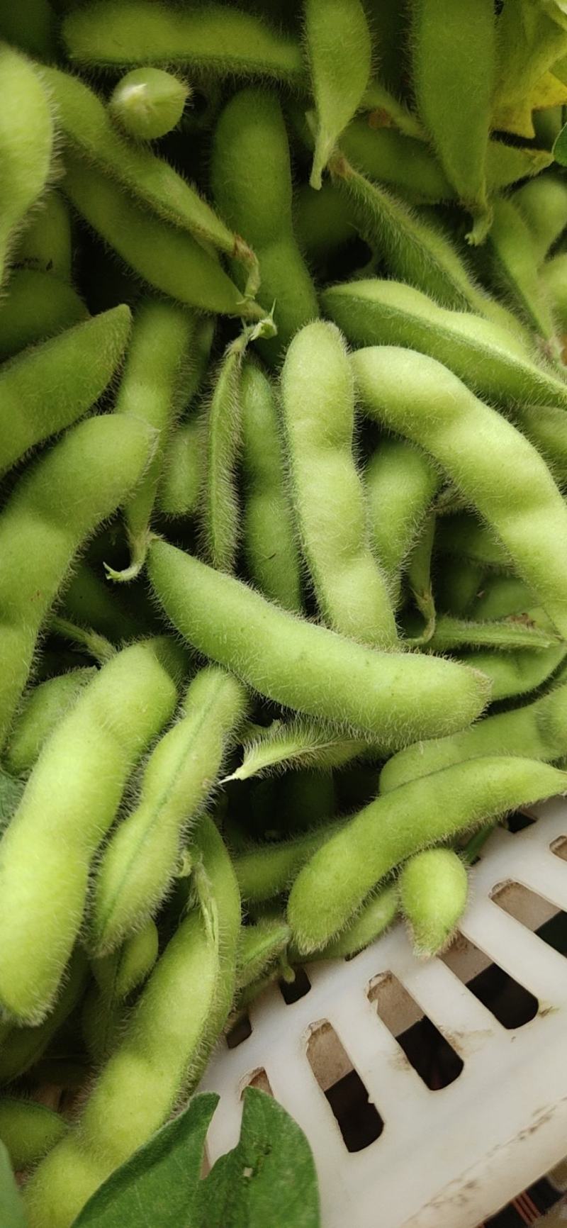 精品大毛豆色香味俱全