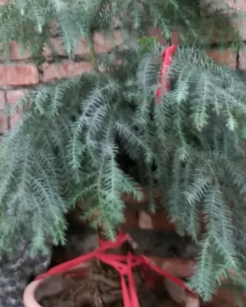 精品花卉批发