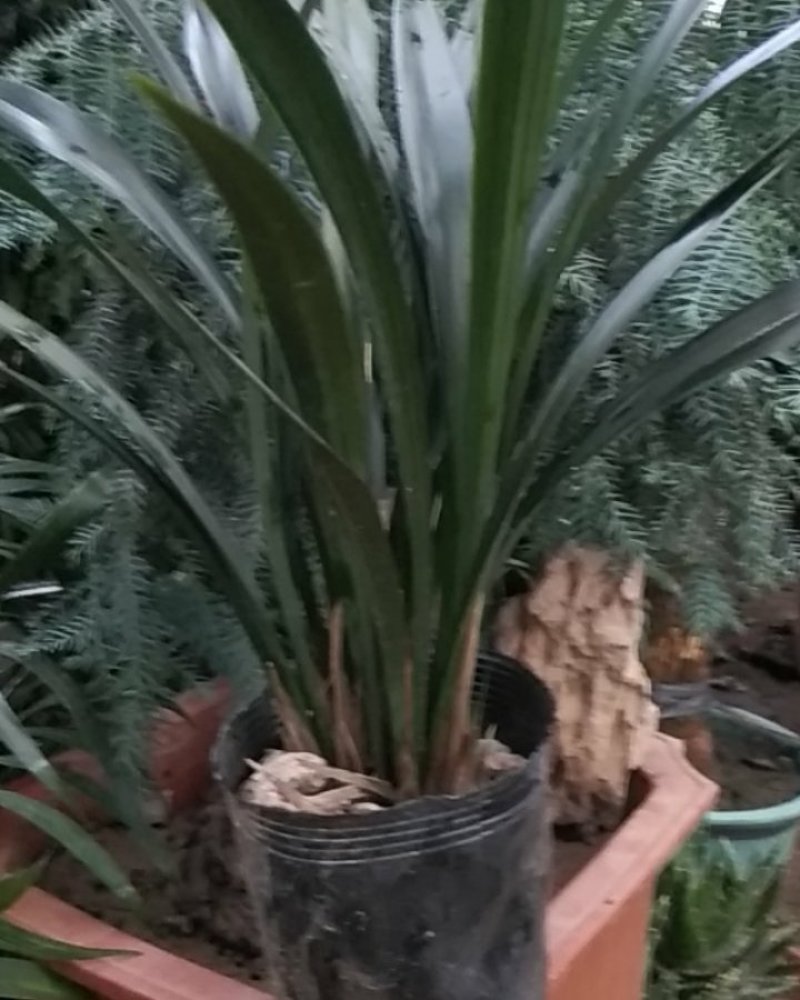 精品花卉批发
