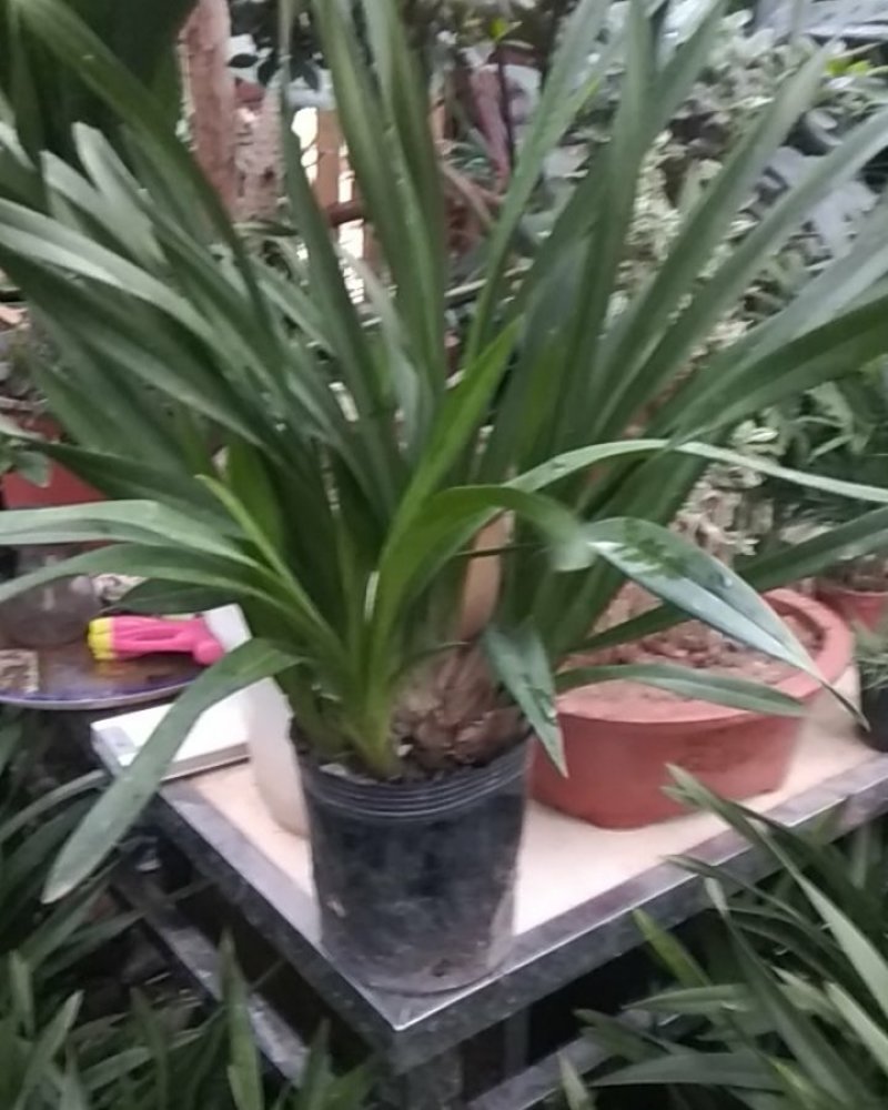精品花卉批发