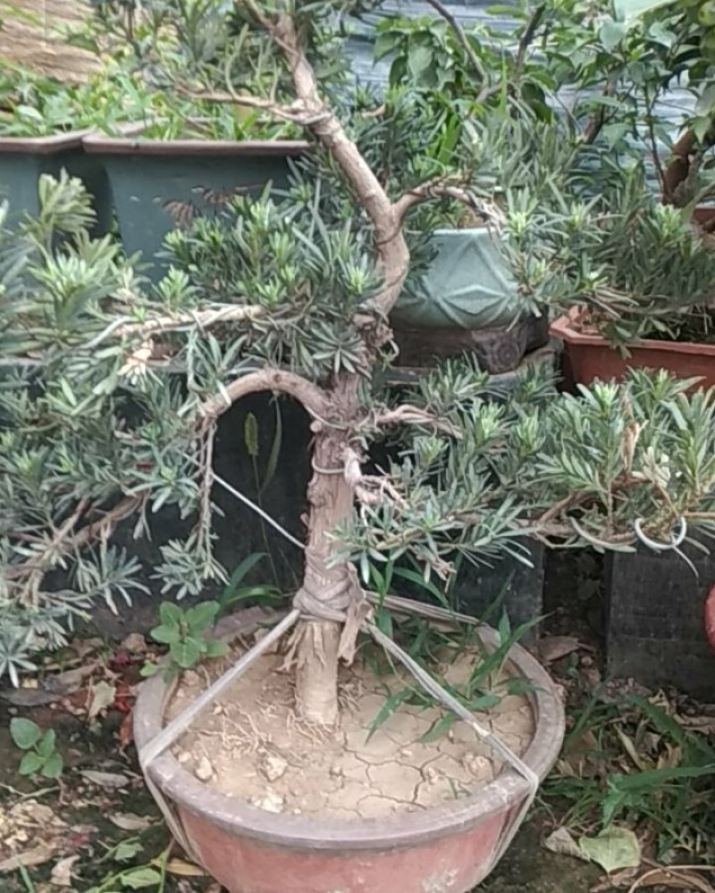 精品花卉批发