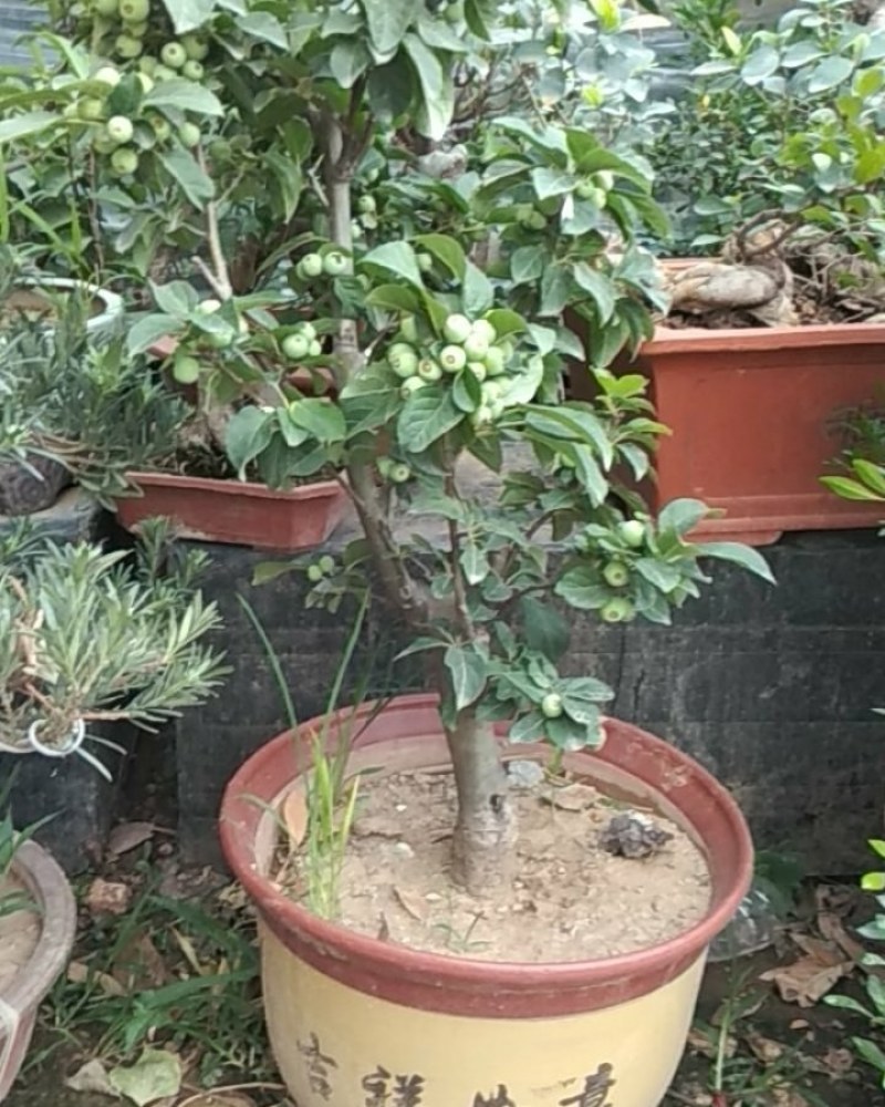 精品花卉批发