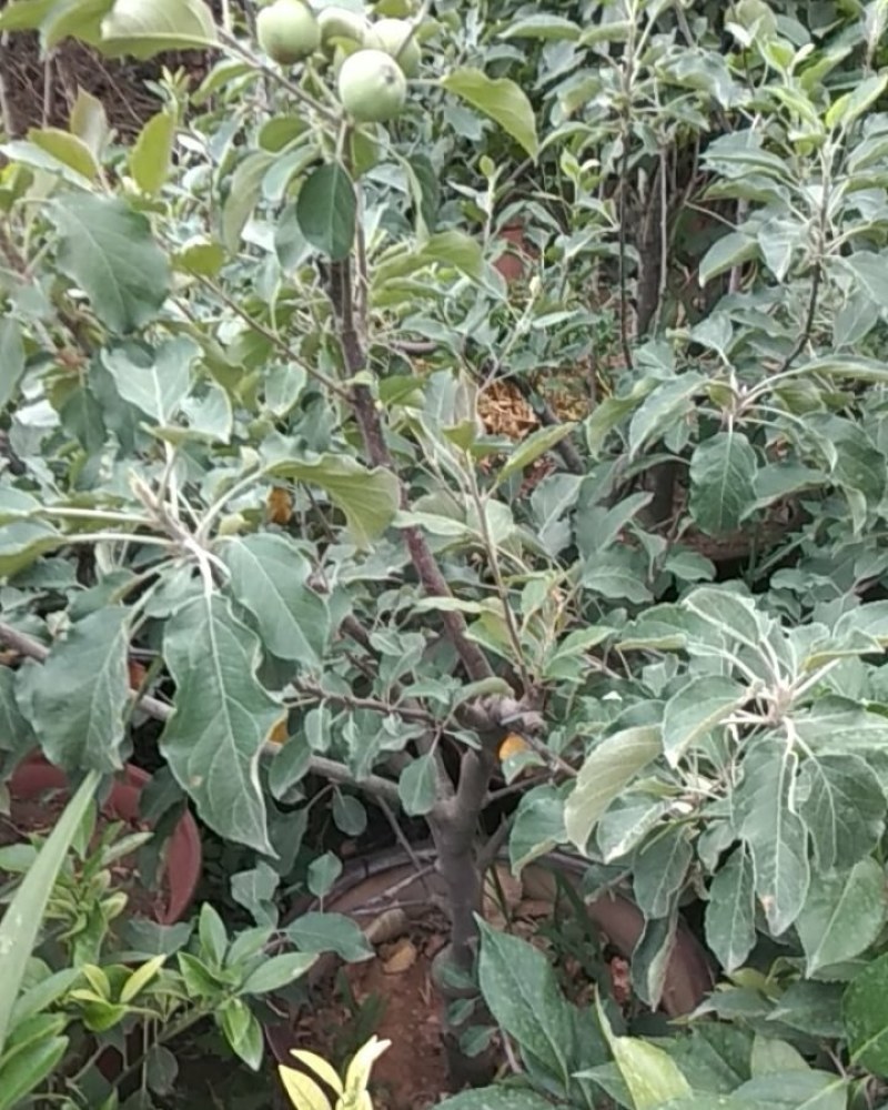 精品花卉批发