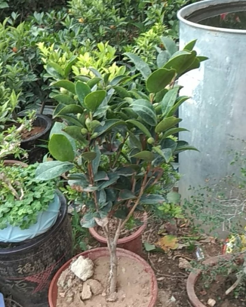 精品花卉批发
