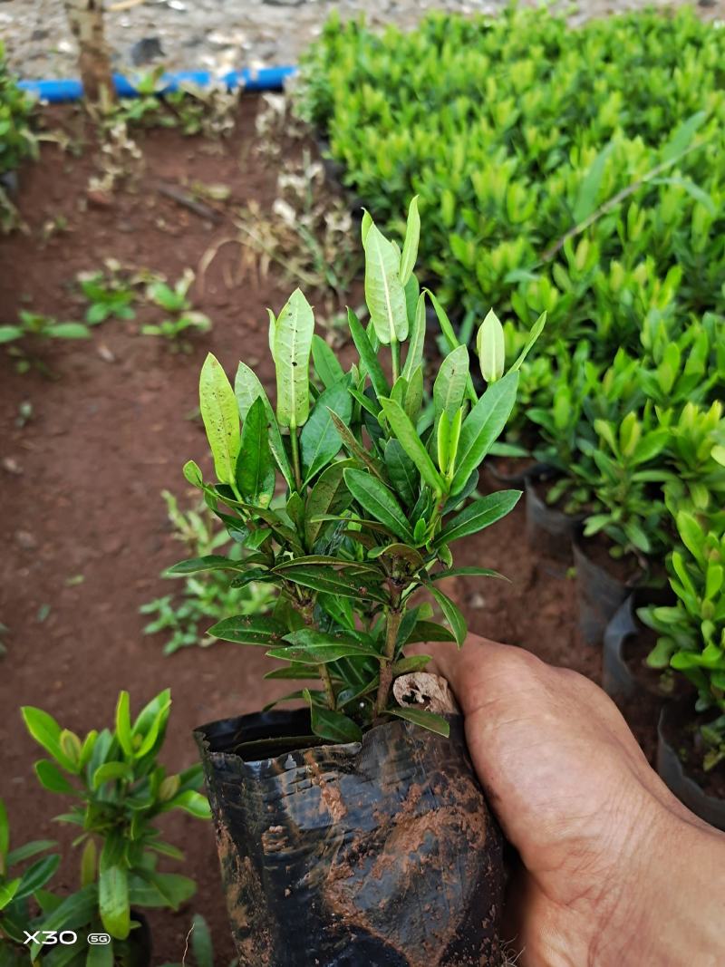 20万小叶龙船花上市