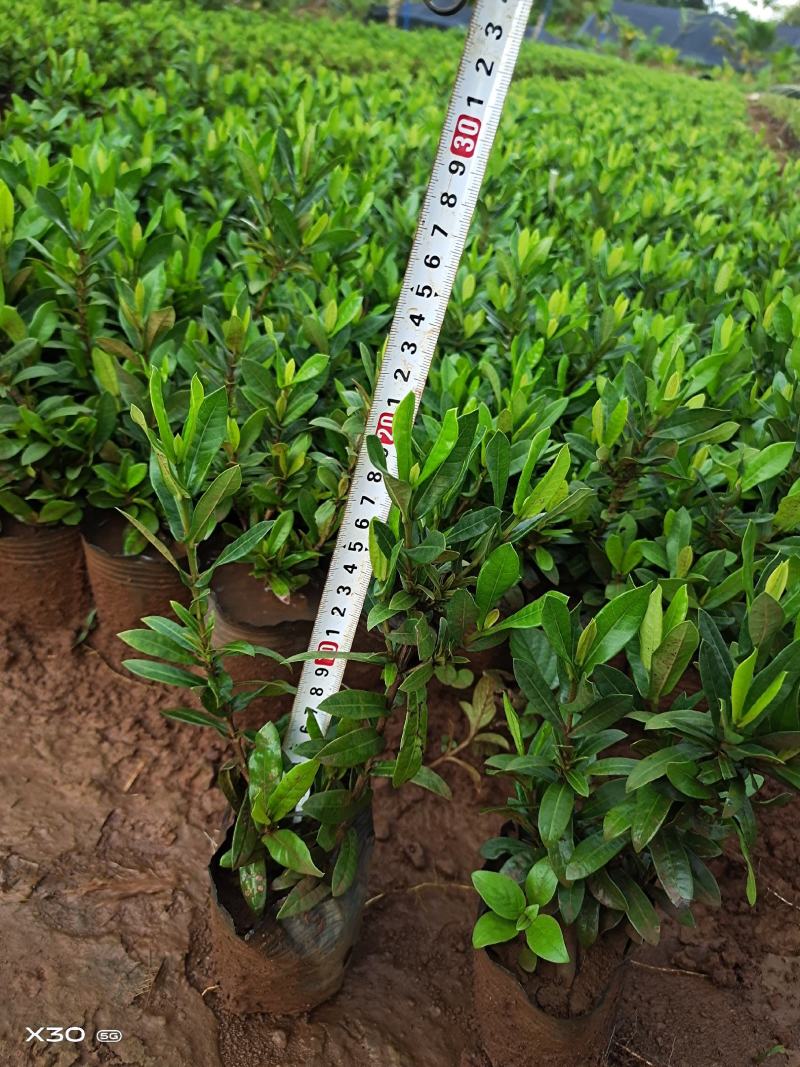 20万小叶龙船花上市