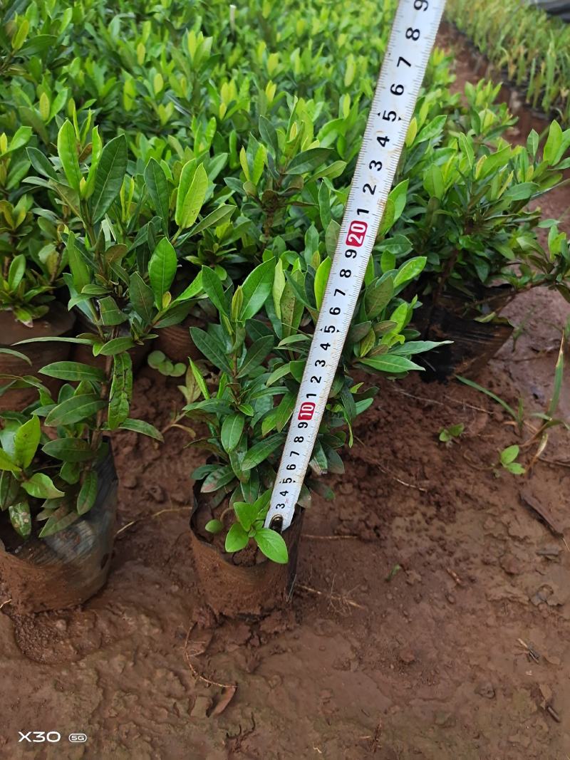 20万小叶龙船花上市