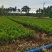 20万小叶龙船花上市