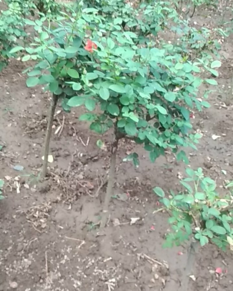 小青杆月季，爬滕月季，树状月季