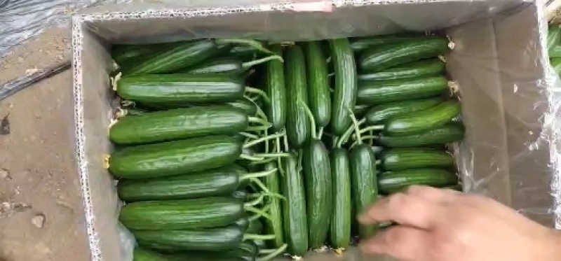 孝海文洋【优质】水果黄瓜，大量上市中，可常年供应精品水果黄瓜